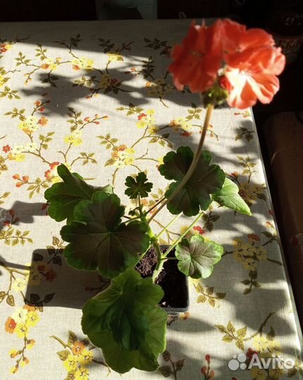 Пеларгония