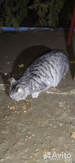 Шотландская кошка