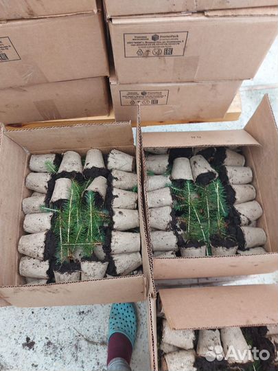 Саженцы сосны зкс опт