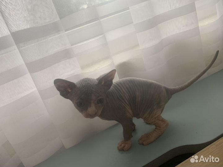 Канадский сфинкс котенок