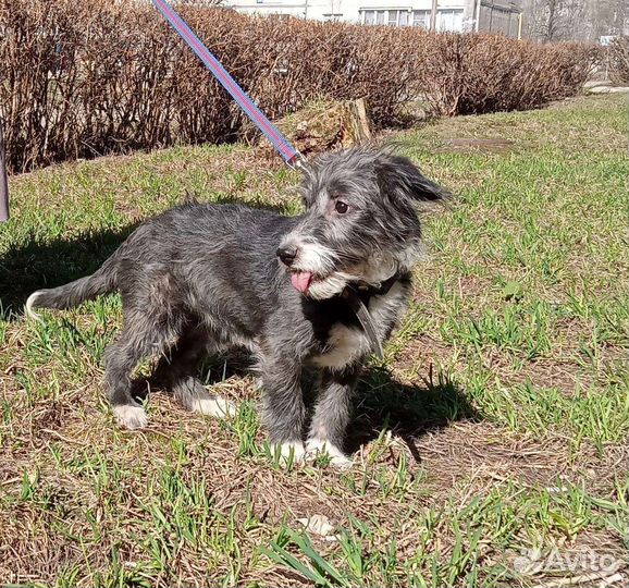 Очень ласковый щенок