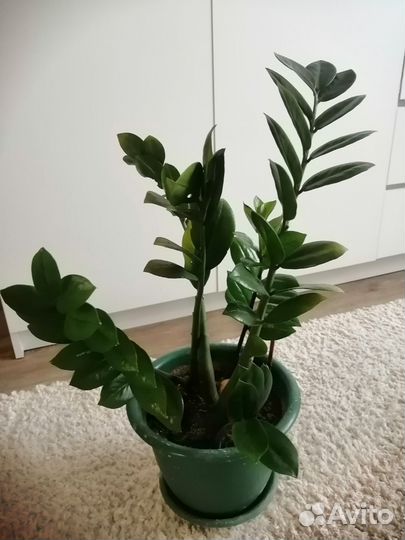 Замиокулькас