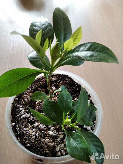 Гардения жасминовая, Адениумы