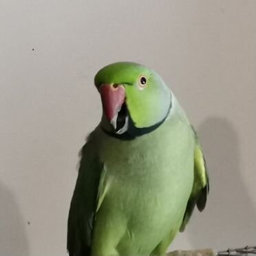 Ожереловые попугаи пара