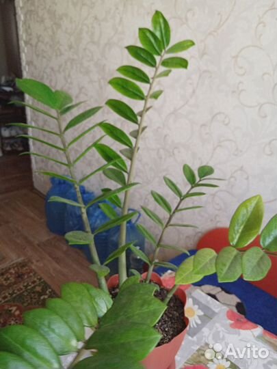 Замиокулькас