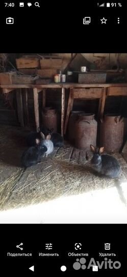 Продам кроликов