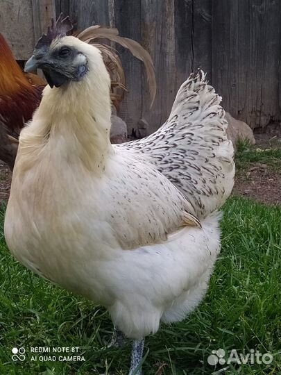 Лакенданзи чистокровные Серебро, Палево-голубые