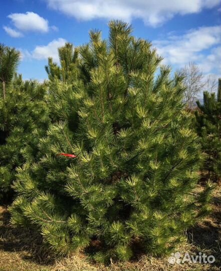 Сосна черная оптом