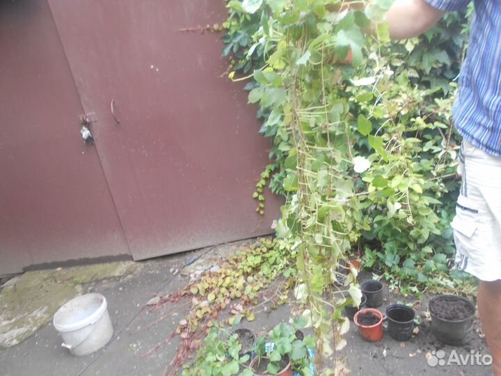 Девичий виноград Вичи