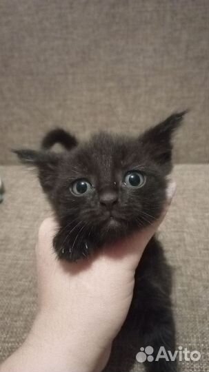 Шотландские котята бесплатно