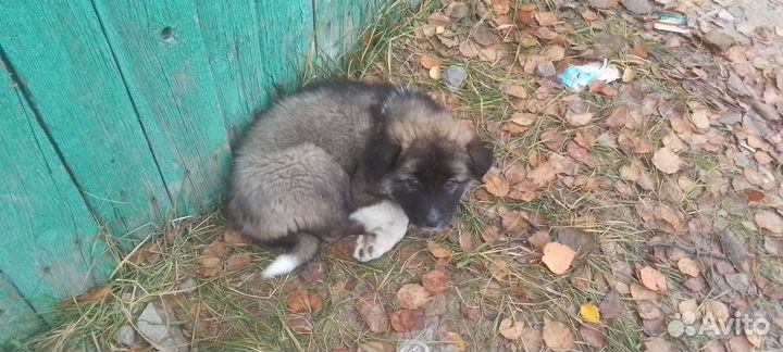 Отдам даром бесплатно,щенки