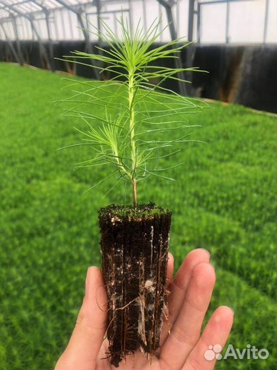 Саженцы сосны обыкновенной зкс от производителя