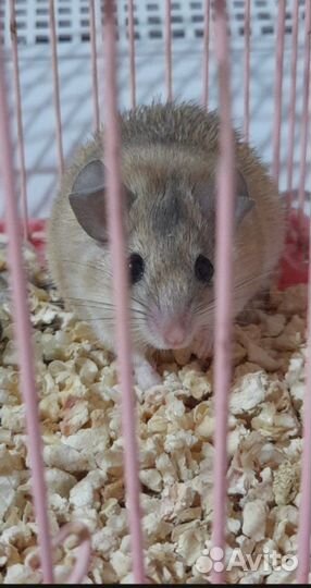 Мышь игольчатая