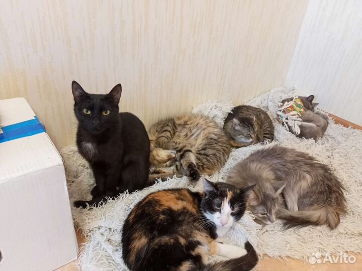 Кошки и коты в добрые руки