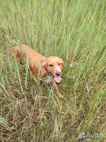 Щенки русского спаниеля