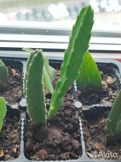 Суккуленты: гастерия, толстянка, стапелия