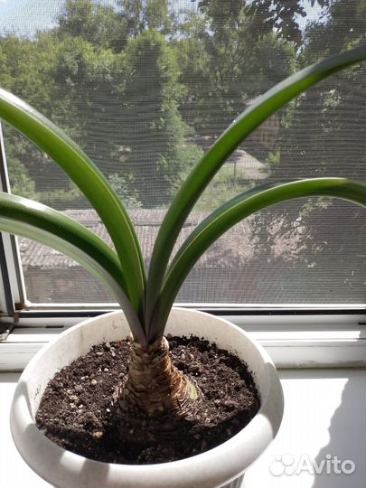 Комнатные цветы