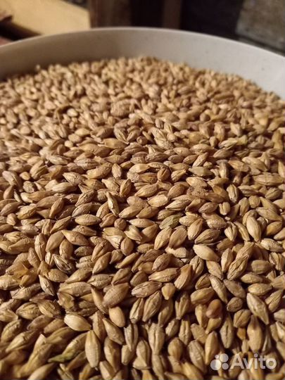 Зерно пшеница ячмень в мешках