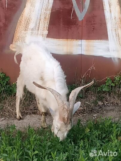 Козёл 1,5 года