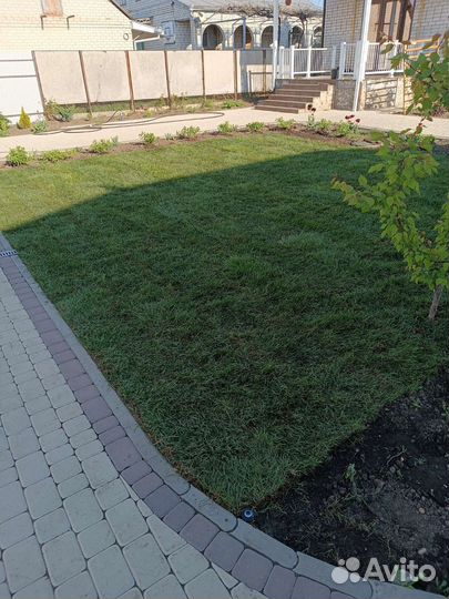 Рулонный газон, посевной газон