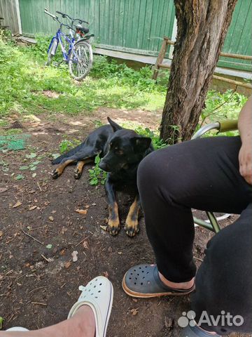 Найдена собака село Орудьево вблизи СНТ Медики объявление продам