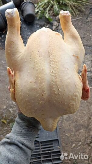 Мясо курицы бройлер, бульонная, утка