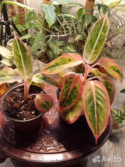 Комнатные цветы