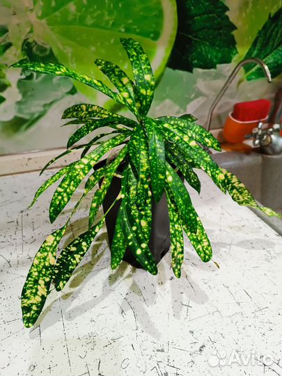 Кротон Брызги Шампанского и др