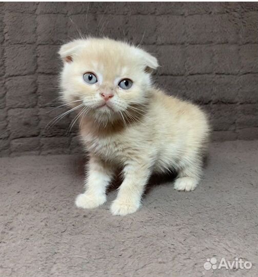 Британские котята