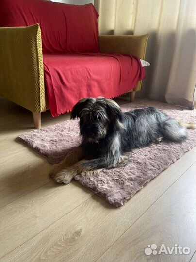 Герочка-красавица в самые лучшие руки