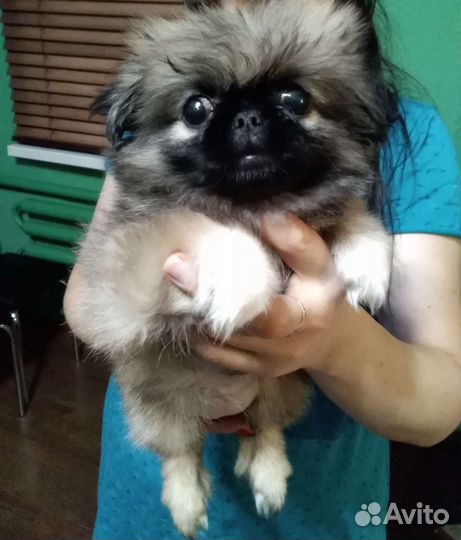 Щенки пекинеса