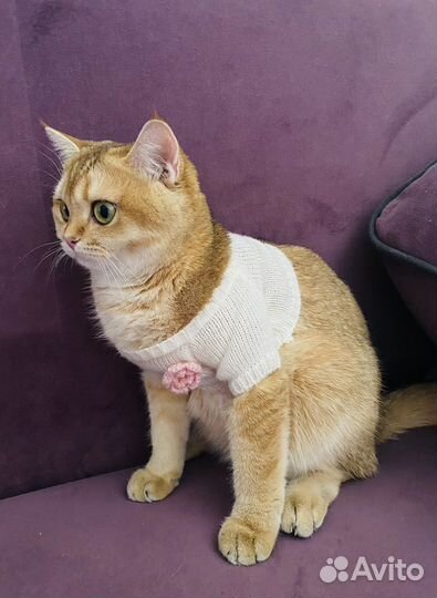 Британская шиншилла