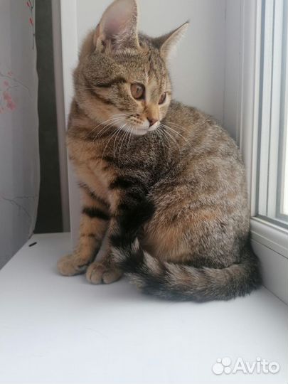 Кошка в дар