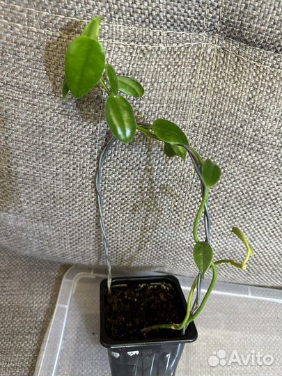 Хойи разные