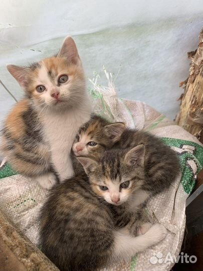 Котята девочки бесплатно