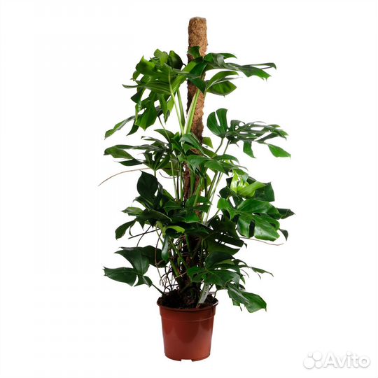 Растения для дома