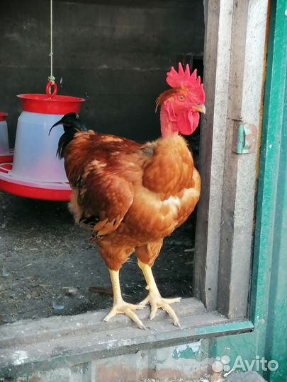 Молодые петухи