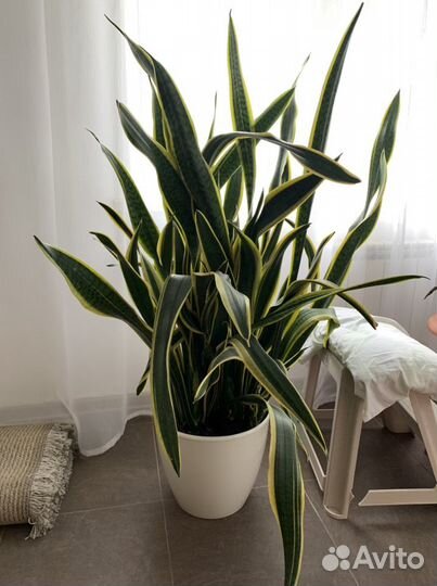 Домашние цветы