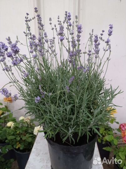 Лаванда куст