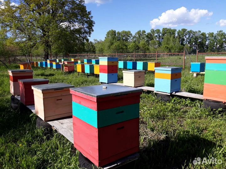 Мед и продукты пчеловодства с собственной пасеки