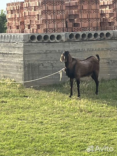 Нубийсский самец