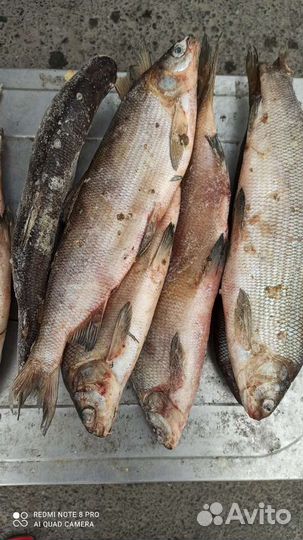 Прилов щекура