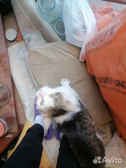 Отдам котейку в добрые ручки