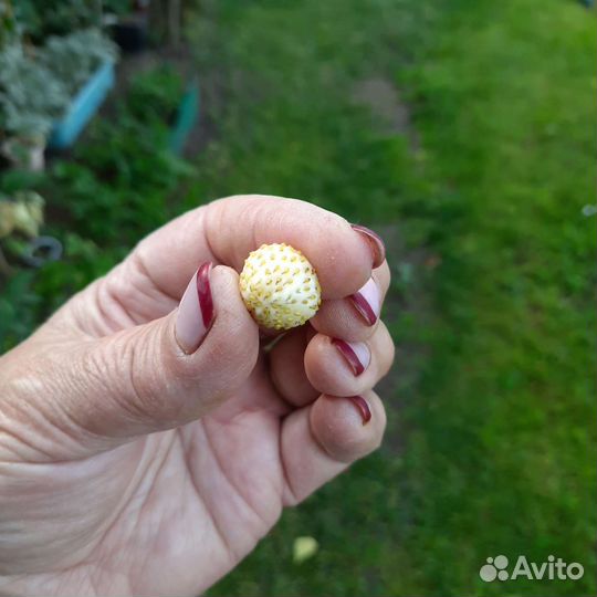 Земляника Вайт Соул