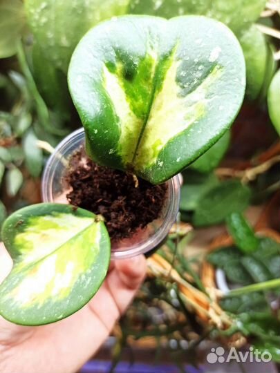 Хойя /Hoya Obovata var. Splash