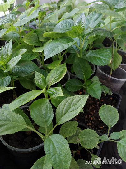 Гортензия крупнолистная саженцы