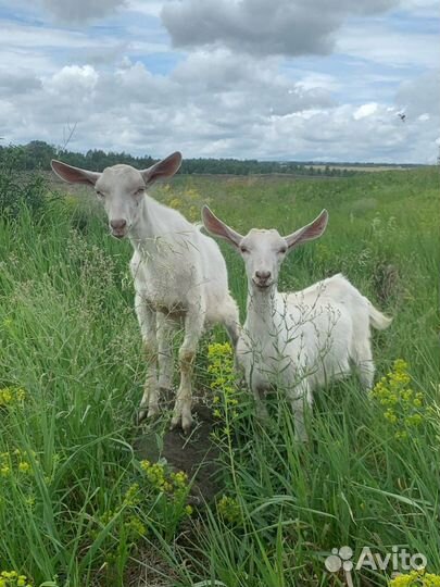 Козочка и козлик на племя, козье молоко и сыр