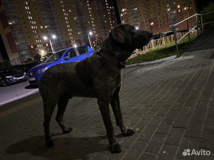 Собака в добрые руки отдам бесплатно