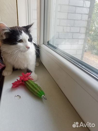 Котенок в добрые руки