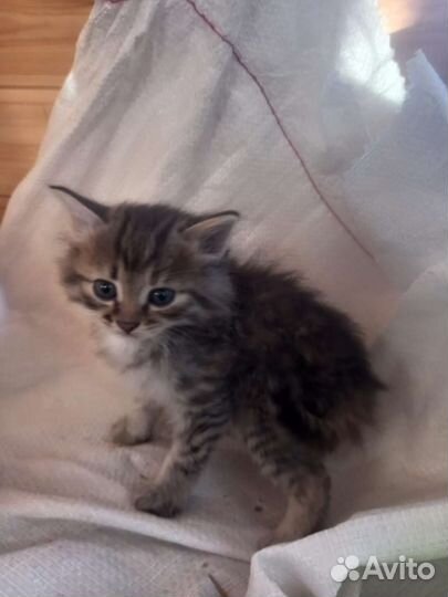 Сибирские котята